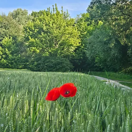 Deluxe Oase Der Ruhe - Wohnwagen Im Kornfeld * Razkrizje